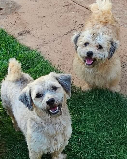LOST PET - Oahu | SSH Search