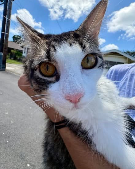 FOUND PET - Oahu | SSH Search