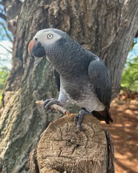 LOST PET - Oahu | SSH Search