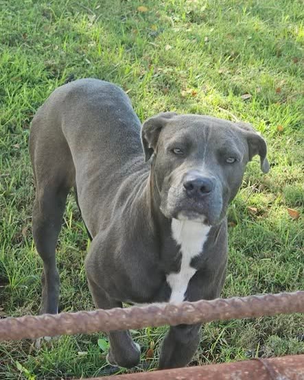 ANIMAL SIGHTING - Oahu | SSH Search
