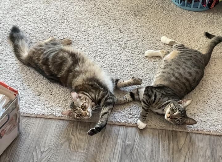 LOST PET - Oahu | SSH Search