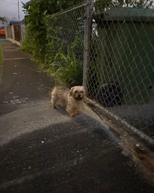 ANIMAL SIGHTING - Oahu | SSH Search