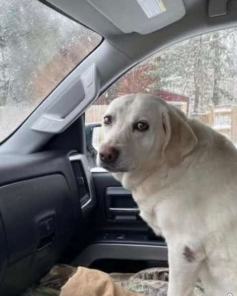 LOST PET - Oahu | SSH Search
