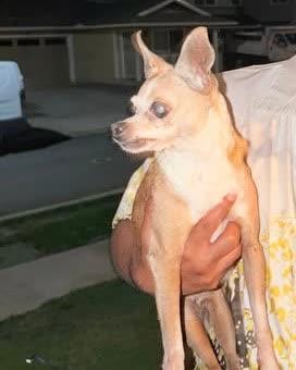 FOUND PET - Oahu | SSH Search