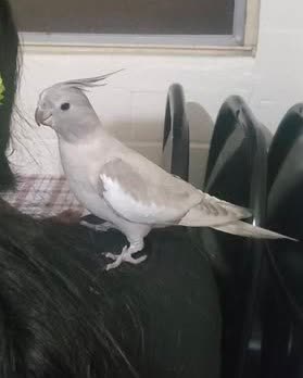 LOST PET - Oahu | SSH Search