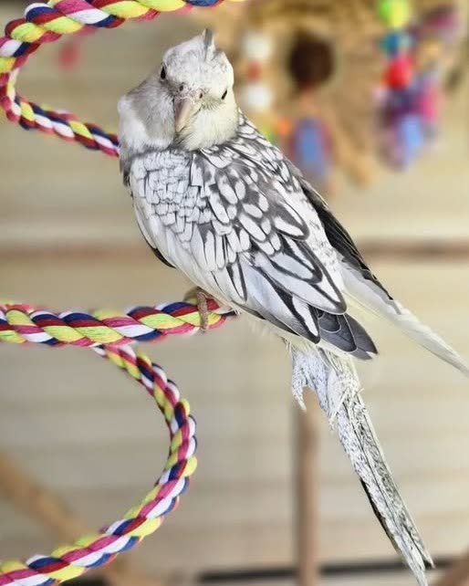 LOST PET - Oahu | SSH Search