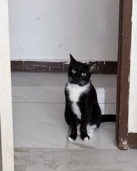 LOST PET - Oahu | SSH Search
