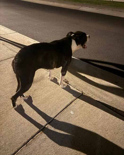 LOST PET - Oahu | SSH Search