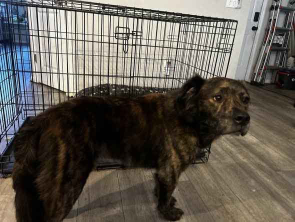 LOST PET - Oahu | SSH Search