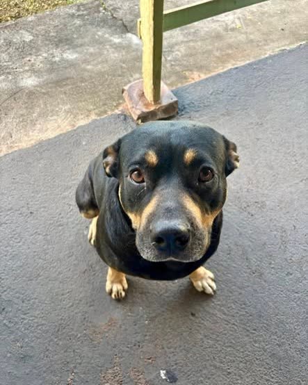 FOUND PET - Oahu | SSH Search
