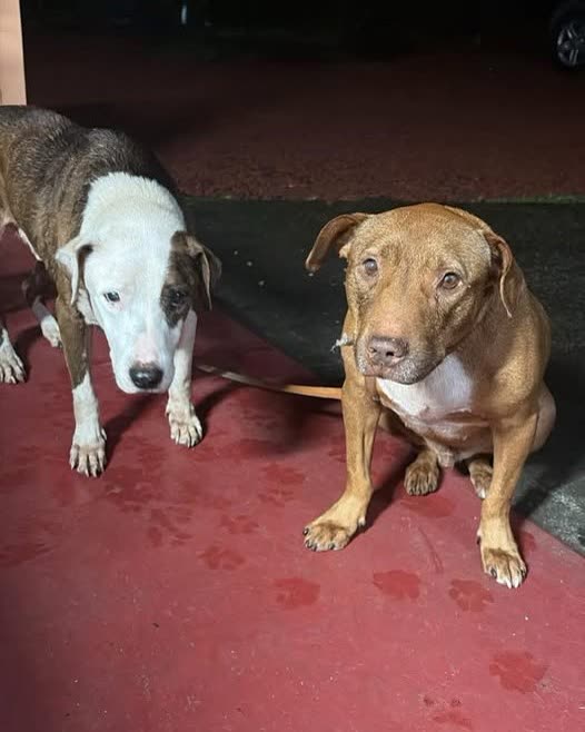 FOUND PET - Hawaii | SSH Search