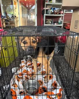 FOUND PET - Hawaii | SSH Search