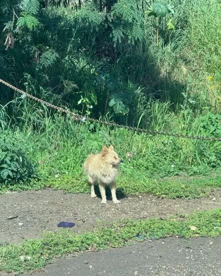 ANIMAL SIGHTING - Oahu | SSH Search