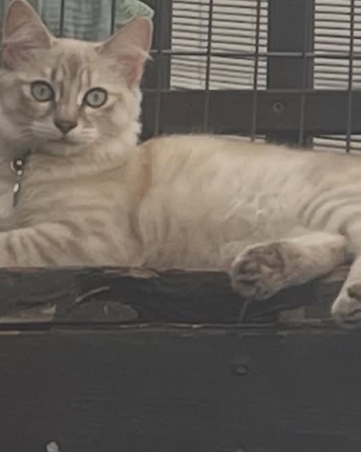 LOST PET - Oahu | SSH Search