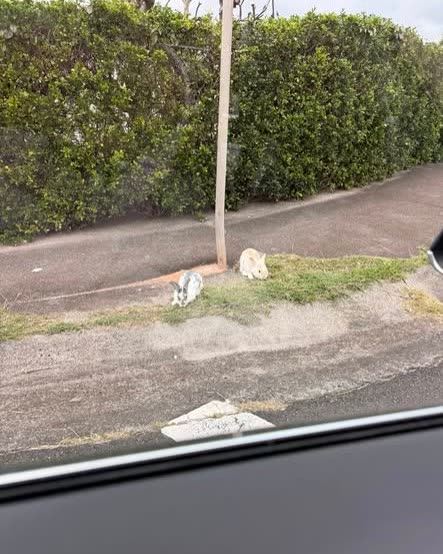 FOUND PET - Oahu | SSH Search