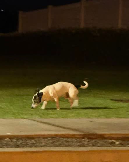 FOUND PET - Oahu | SSH Search