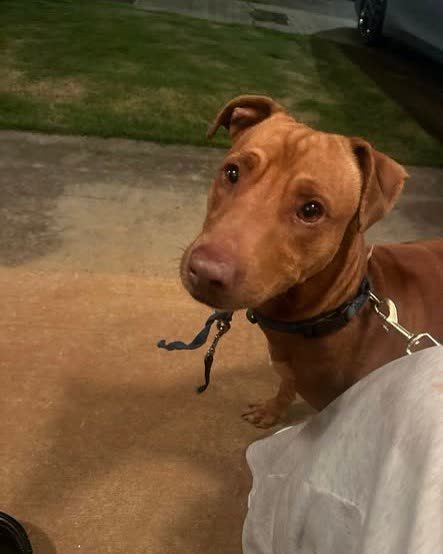 LOST PET - Oahu | SSH Search