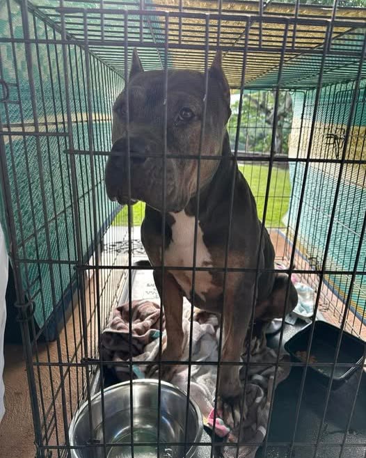 FOUND PET - Oahu | SSH Search