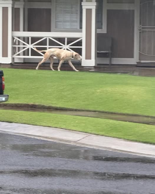 ANIMAL SIGHTING - Oahu | SSH Search