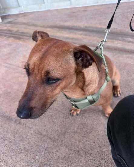 FOUND PET - Oahu | SSH Search