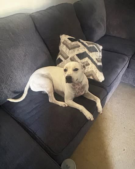 LOST PET - Oahu | SSH Search