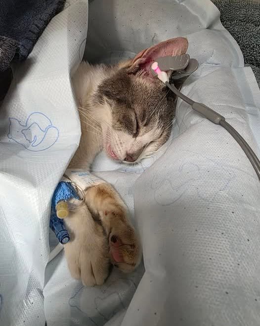FOUND PET - Oahu | SSH Search