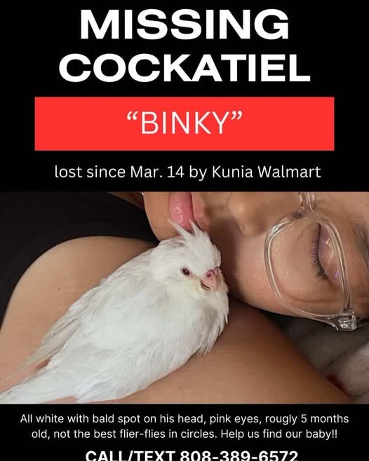 LOST PET - Oahu | SSH Search