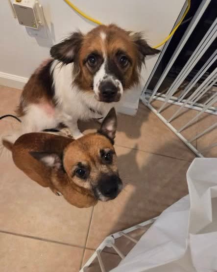 FOUND PET - Oahu | SSH Search