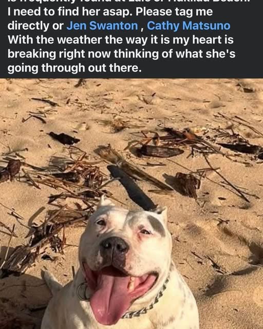 LOST PET - Oahu | SSH Search