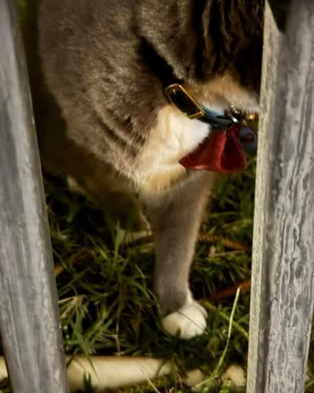 FOUND PET - Oahu | SSH Search
