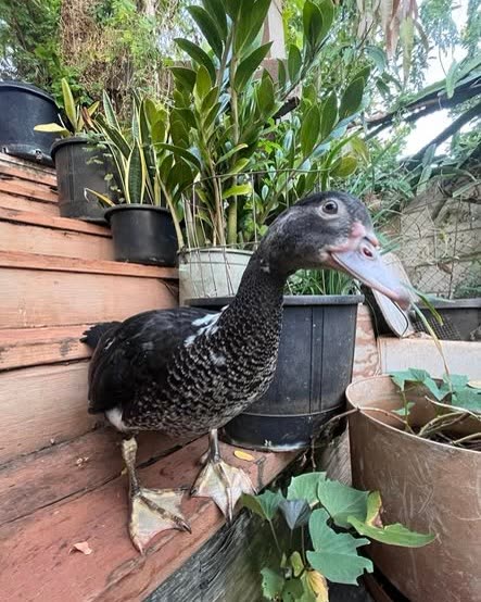 LOST PET - Oahu | SSH Search