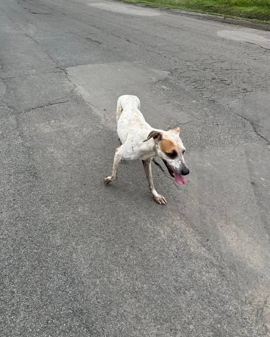 ANIMAL SIGHTING - Oahu | SSH Search