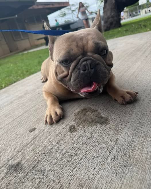 FOUND PET - Oahu | SSH Search