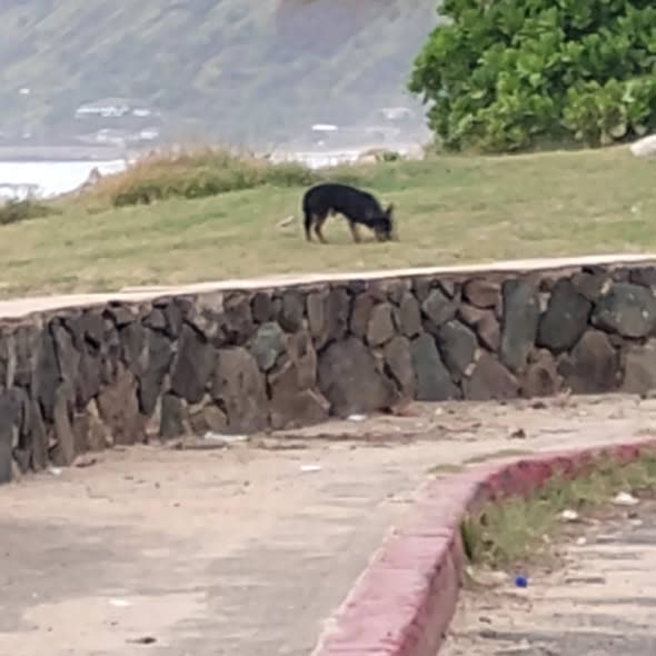 LOST PET - Oahu | SSH Search