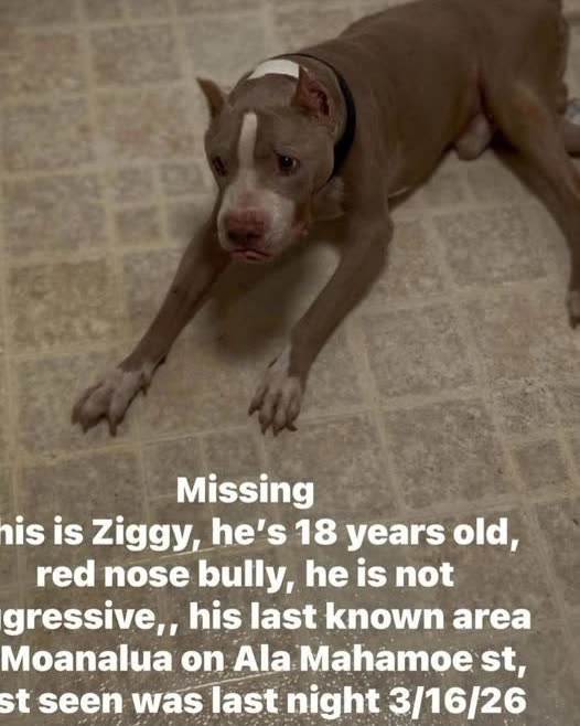 LOST PET - Oahu | SSH Search