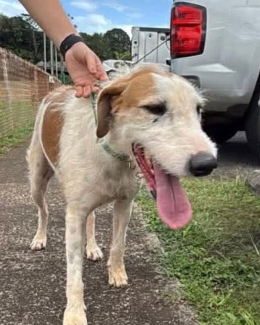 LOST PET - Kauai | SSH Search