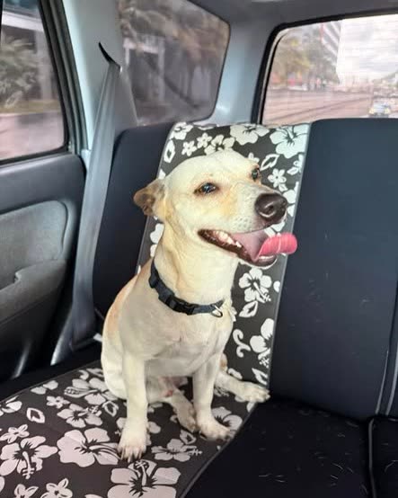 FOUND PET - Oahu | SSH Search