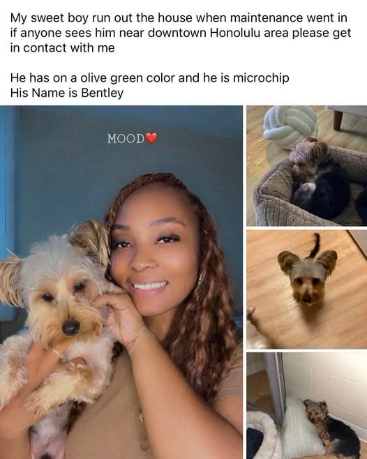 LOST PET - Oahu | SSH Search