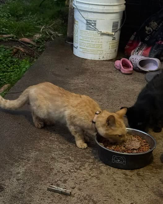 FOUND PET - Oahu | SSH Search