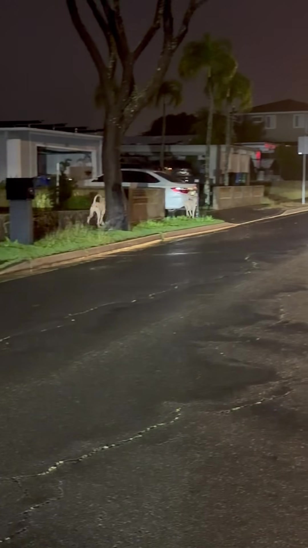 ANIMAL SIGHTING - Oahu | Stolen Stuff Hawaii