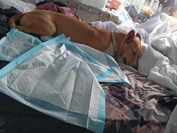 LOST PET - Oahu | SSH Search