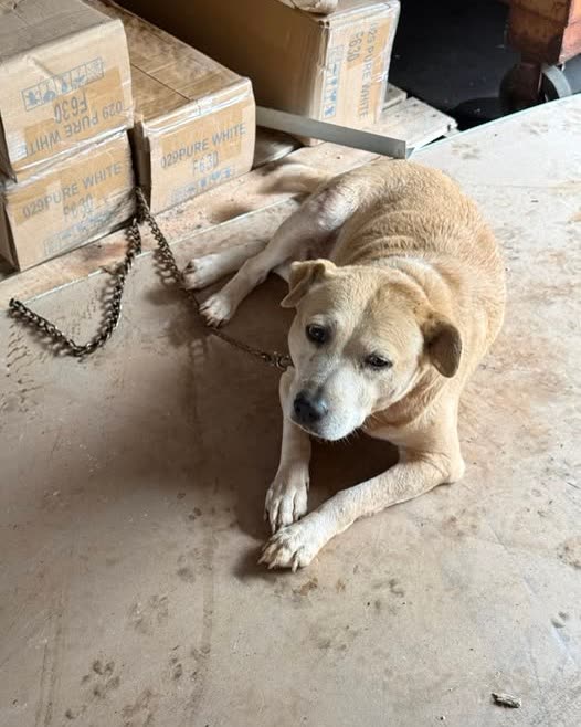 FOUND PET - Oahu | SSH Search