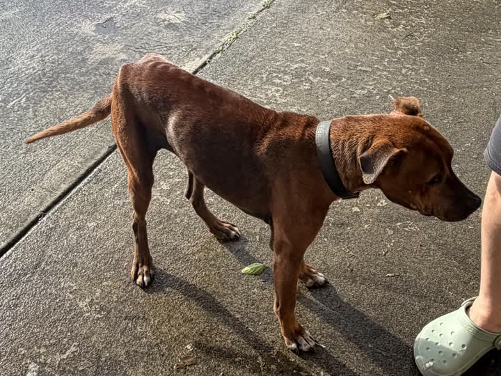 ANIMAL SIGHTING - Oahu | SSH Search
