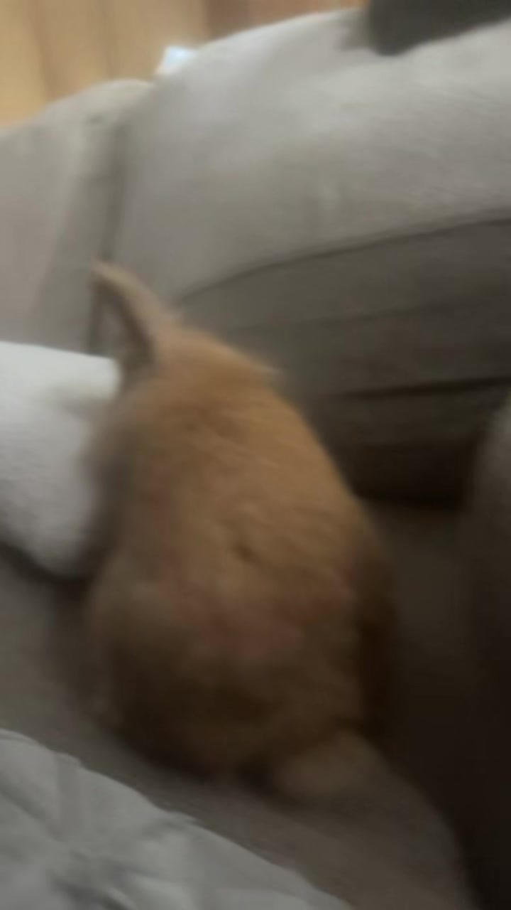 FOUND PET - Oahu | Stolen Stuff Hawaii