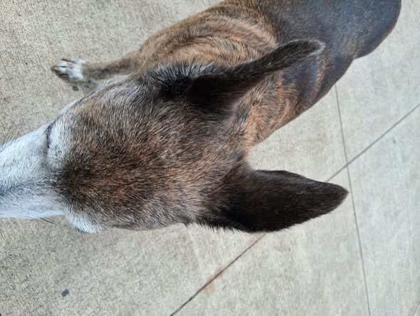 FOUND PET - Oahu | SSH Search