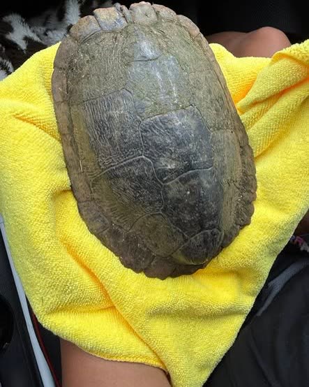 FOUND PET - Oahu | SSH Search