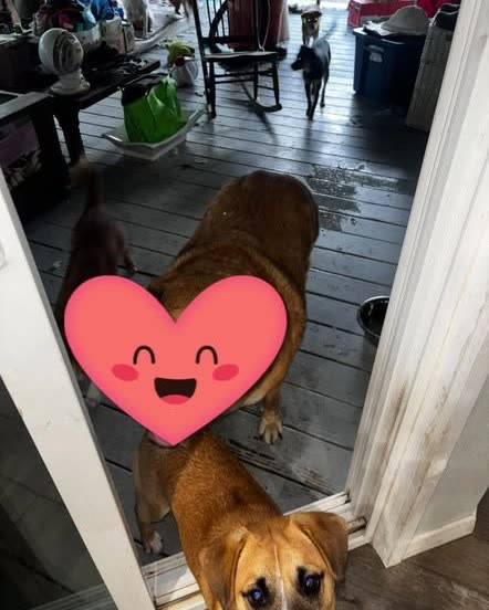 LOST PET - Hawaii | SSH Search