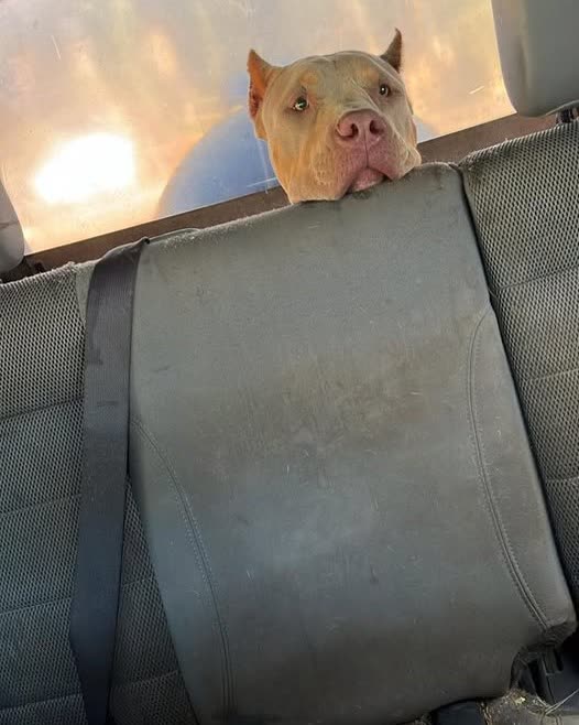 FOUND PET - Oahu | SSH Search