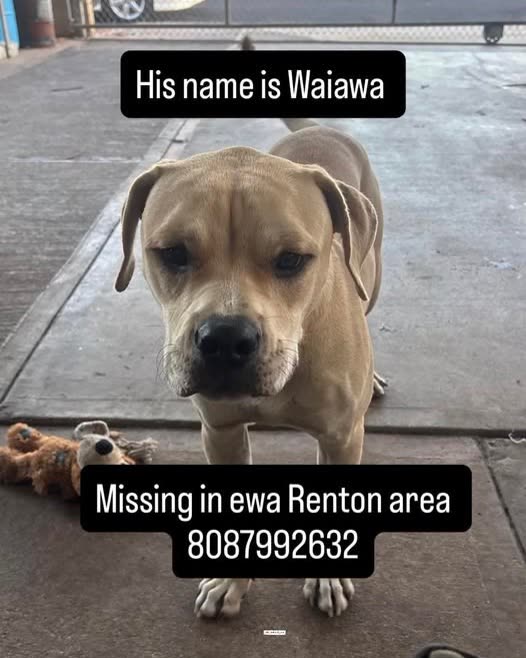 LOST PET - Oahu | SSH Search