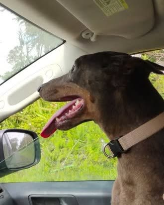LOST PET - Oahu | SSH Search
